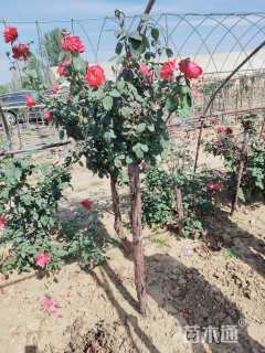 高度100厘米月季