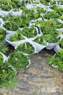 高度40厘米羽扇豆