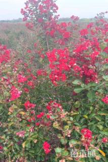 高度60厘米丛生红花紫薇