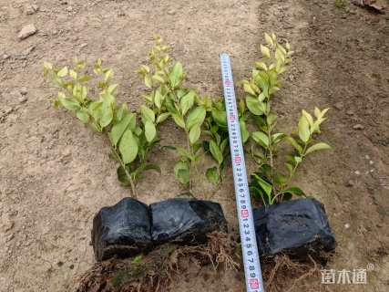 高度30厘米金森女贞小苗