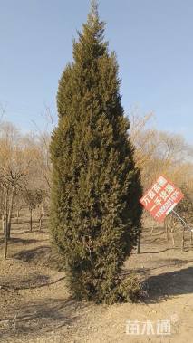 高度300厘米塔柏