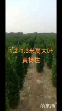 高度130厘米黄杨