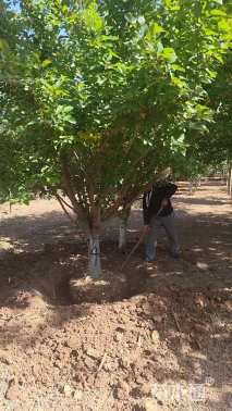 17公分垂丝海棠