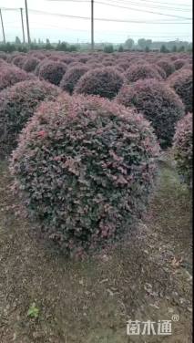 冠幅130厘米红花继木球