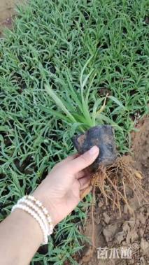 高度18厘米金娃娃萱草