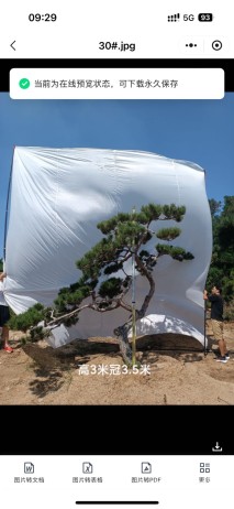 18公分造型油松