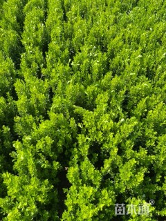 高度40厘米小叶黄杨