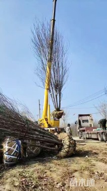 高度500厘米丛生美国红枫