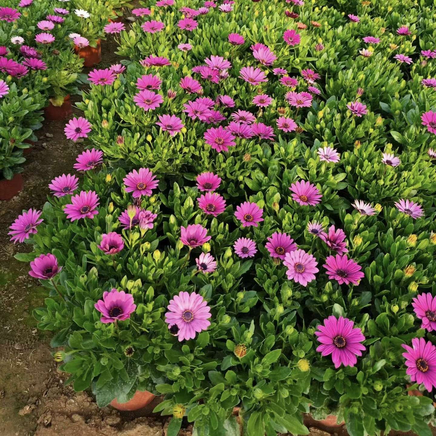 高度20厘米南非万寿菊