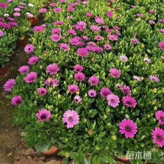 高度20厘米南非万寿菊