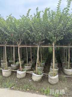 5公分小叶紫薇
