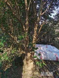 高度600厘米丛生大叶女贞