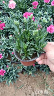 高度20厘米康乃馨