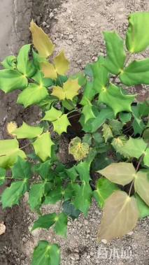 高度35厘米阔叶十大功劳