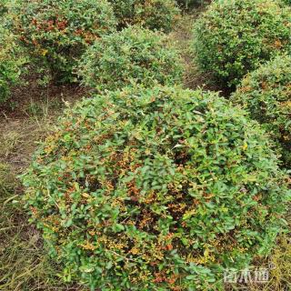 冠幅100厘米火棘球