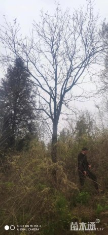 9公分白玉兰