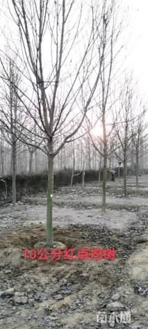 13公分美国红枫