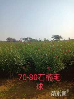 冠幅100厘米红叶石楠球