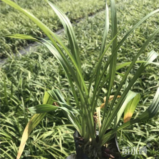 高度30厘米吉祥草