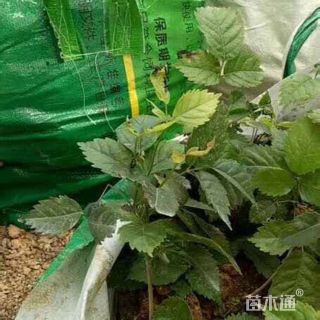 1公分黄花风铃木