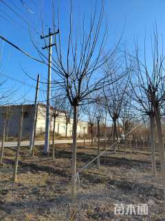 8公分金叶复叶槭