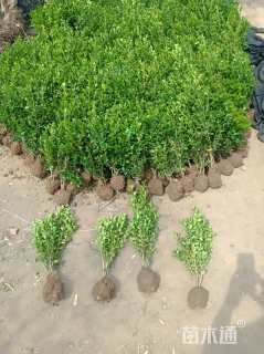 高度30厘米瓜子黄杨