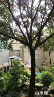 高度400厘米瓜子黄杨