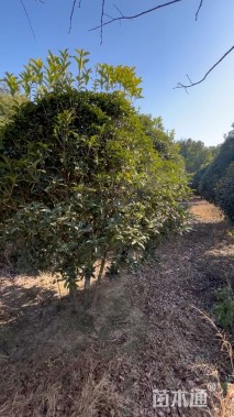 高度300厘米丛生桂花