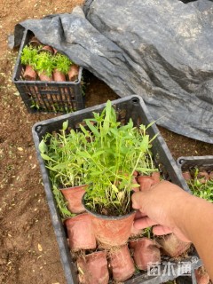 高度20厘米千屈菜