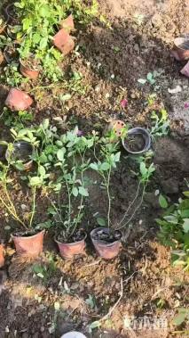 高度40厘米丰花月季