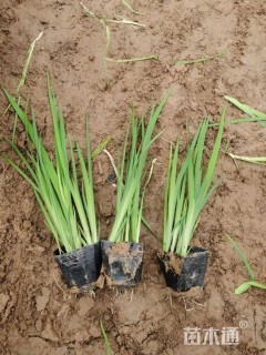 高度29厘米水生鸢尾