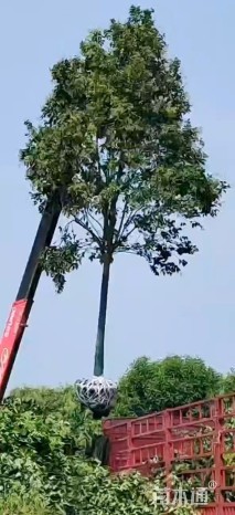 10公分大叶女贞