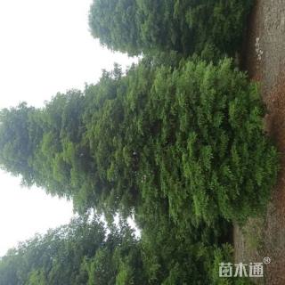 12公分楠木