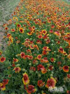 高度20厘米宿根天人菊