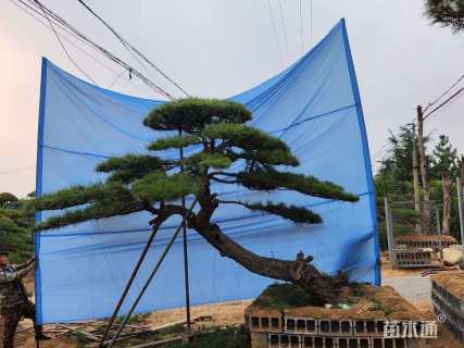 35公分造型松