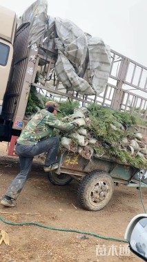 高度150厘米侧柏