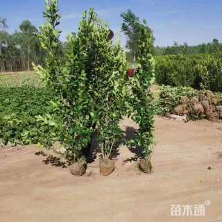 高度120厘米北海道黄杨