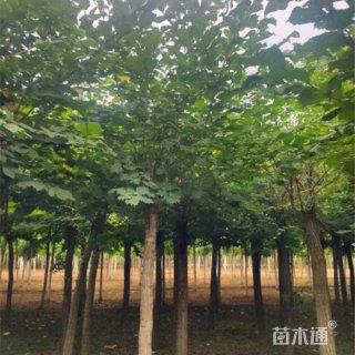 8公分大叶榆