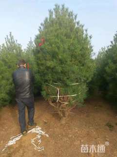 高度350厘米白皮松