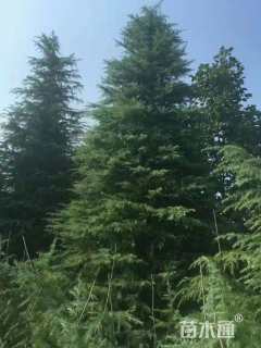 高度500厘米雪松