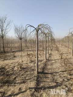 10公分金枝龙爪槐