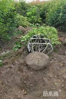 高度60厘米丛生红叶石楠