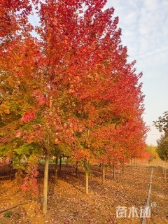 13公分美国红枫