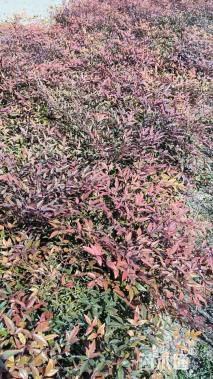 高度30厘米火焰南天竹