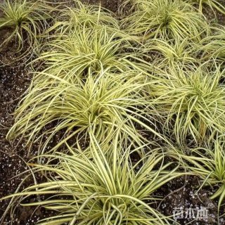 高度20厘米金叶苔草