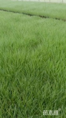 高度30厘米坡地毛冠草