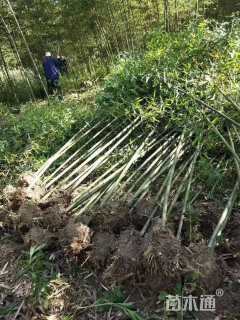 容器苗金镶玉竹