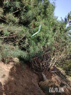 高度10厘米白皮松