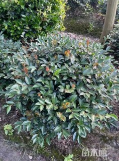 冠幅100厘米茶梅球