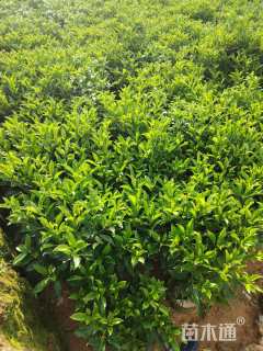 高度60厘米非洲茉莉